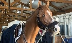 CABALLO EN PUPILAJE 1